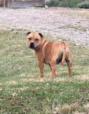 Étalon Staffordshire Bull Terrier - Arvernmolosse Végas