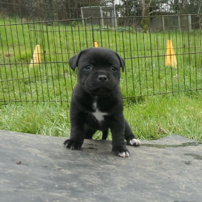 Étalon Staffordshire Bull Terrier - Alta luna De Contagious Magic