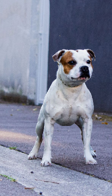 Étalon Staffordshire Bull Terrier - Ulysse Le Domaine De Lingot D'Or