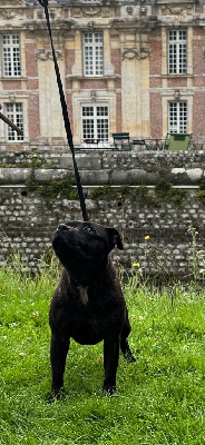 Étalon Staffordshire Bull Terrier - Solfarino Taïga