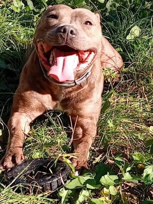 Étalon Staffordshire Bull Terrier - (Sans Affixe) Mystik