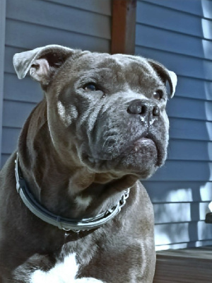 Étalon Staffordshire Bull Terrier - Rock du domaine des Alunts