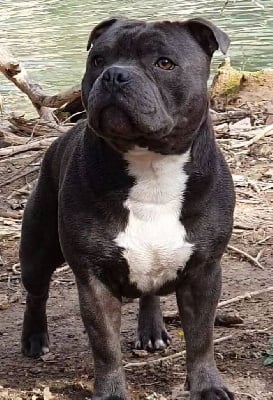 Étalon Staffordshire Bull Terrier - Horus du domaine des Alunts