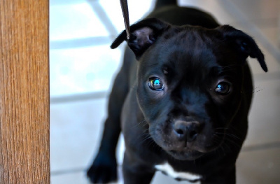 Étalon Staffordshire Bull Terrier - Royal and Legendary Avalanche of happiness