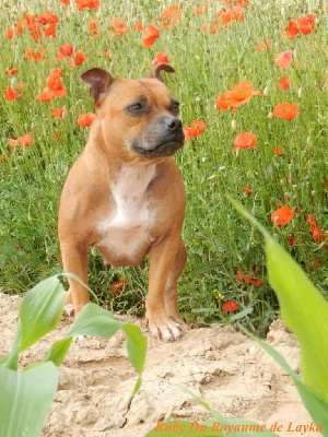Étalon Staffordshire Bull Terrier - Ruby Du Royaume De Layka