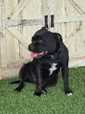 Étalon Staffordshire Bull Terrier - Thaïs (Sans Affixe)