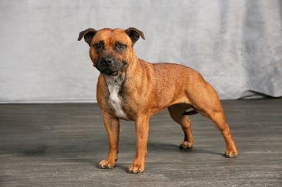 Étalon Staffordshire Bull Terrier - Unakite Des Red Dog Staffie Sweet