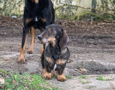 Étalon Teckel poil dur - Smiley Des feux d'or