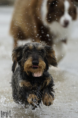 Étalon Teckel poil dur - T' belle De l'abbaye sainte marie