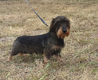 Étalon Teckel poil dur - Upsilon du Hirzklee