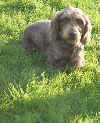 Étalon Teckel poil dur - Tokyo du Domaine de la Veyssière