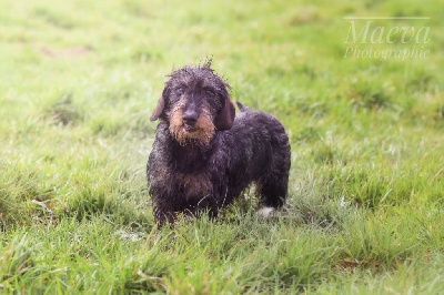 Étalon Teckel poil dur - Sissi (Sans Affixe)