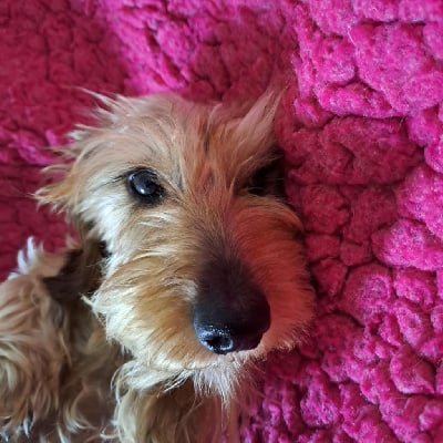 Étalon Teckel poil dur - Victoire des plaines toscanes