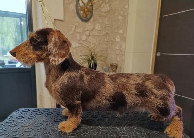 Ilex Auréu's Un ginger