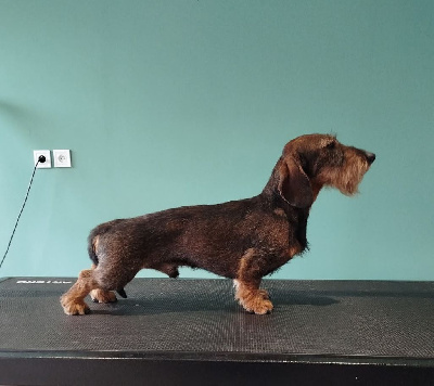 Étalon Teckel poil dur - Unico Du Clos Du Rietz