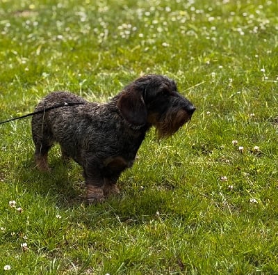 Phebus de la warenne aux oyats