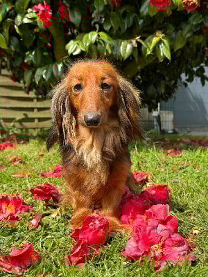 Étalon Teckel poil long - dvinskie zori Glitter of teodor