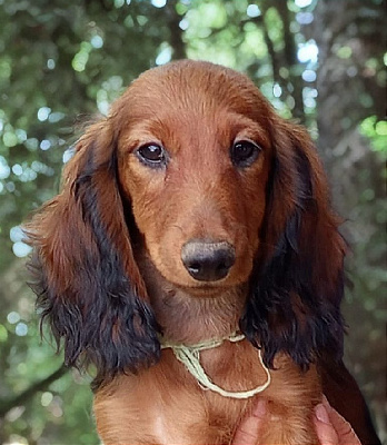 Étalon Teckel poil long - Gonzo angels of baranya