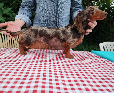 Étalon Teckel poil long - Ruby Du Clos De Brignagues