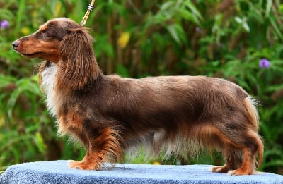 Étalon Teckel poil long - Spatule Des Amours De Poseidon