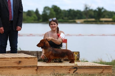 Étalon Teckel poil long - CH. huntaks Vector