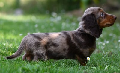 Étalon Teckel poil long - Aston marteen Original Serie