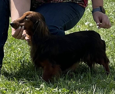 Étalon Teckel poil long - Thalia De L'Arche De Jovie