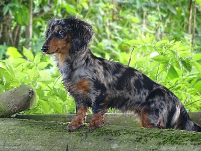 Étalon Teckel poil long - Vahina Des Anges De L'apocalypse