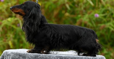 Étalon Teckel poil long - CH. Radiant beauty iz mira zvezd