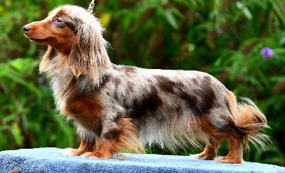 Étalon Teckel poil long - Tite groot Des Amours De Poseidon