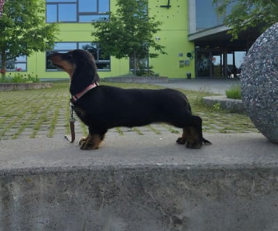 Étalon Teckel poil long - duende alanta Eagle flight