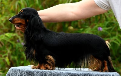 Étalon Teckel poil long - Ultrabelle des pepites d'or nacre