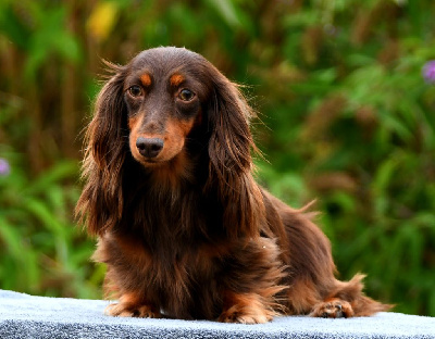 Étalon Teckel poil long - Urielle des amours du Charmaix