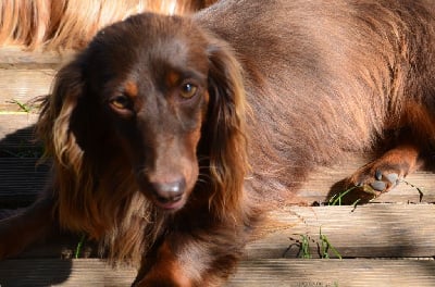 Étalon Teckel poil long - Tahiti Du Domaine D'ohcumgache