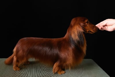 CH. Finnegan from joy mountain