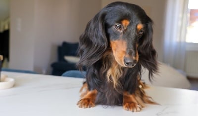 Étalon Teckel poil long - CH. gledi best Chance