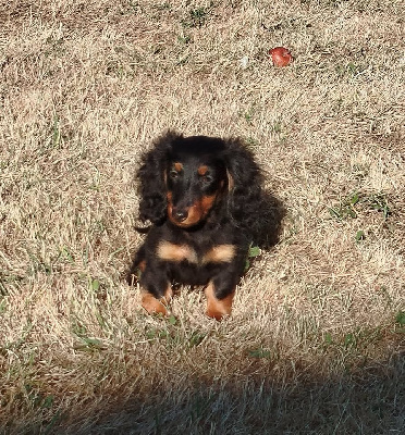Étalon Teckel poil long - Aïko Du Bois Joli De Saint Jean