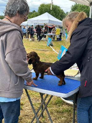 Étalon Teckel poil long - Atchoum De L'Arche De Jovie