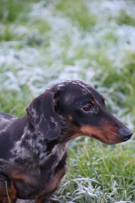 Étalon Teckel poil ras - U2 de la Garenne en Hurepoix