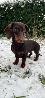 Étalon Teckel poil ras - Utah Du Domaine Des Jouvenceaux