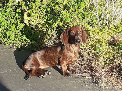 Étalon Teckel poil ras - Udine Des Arceaux De Bayonne