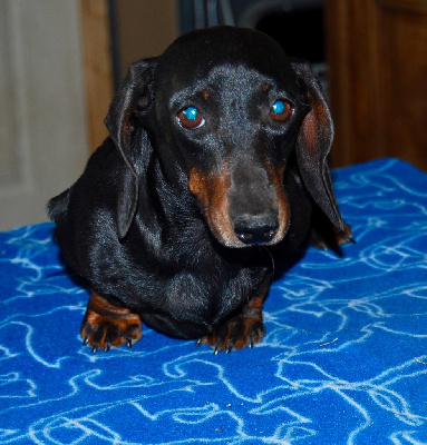 Étalon Teckel poil ras - Sandales de l'air salin