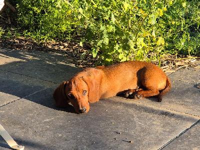 Étalon Teckel poil ras - Alberto Du Moulin Sault