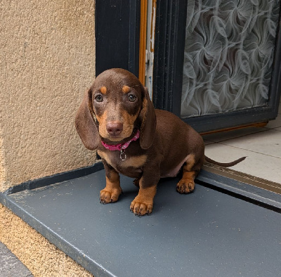 Étalon Teckel poil ras - Altesse du Domaine De L'écaillon