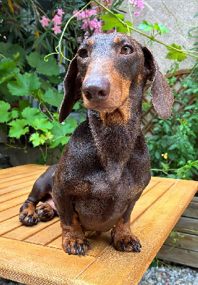 Étalon Teckel poil ras - Ilex Auréu's Renata