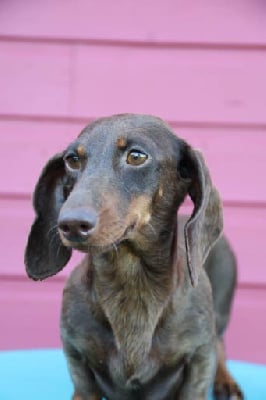 Touchoco de la Garenne en Hurepoix