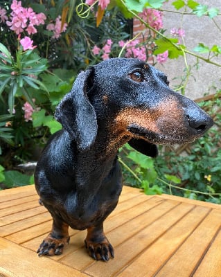 Étalon Teckel poil ras - Ilex Auréu's Tiberius