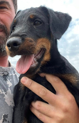 Étalon Terrier de chasse allemand - Braco sirmium