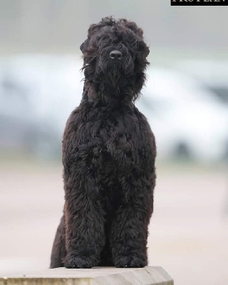 Étalon Terrier noir - Une belle histoire d'amour Black Of Angels Life