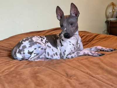 Étalon Terrier nu americain - Oops de beatrix bohemica